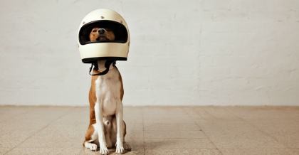 Ein weißer Hund hat einen Motorradhelm auf dem Kopf.